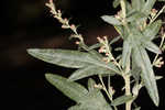 Common wormwood 